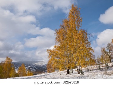 Beautiful Yellow Birch Tree Against Blue Sky With Clouds