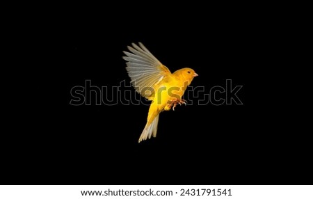 beautiful yellow bird isolated on black background, canary in flight
