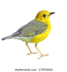 Beautiful Yellow Bird On White Background