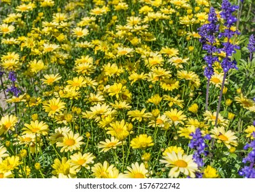 Beautiful Yellow Blooming Flowers Garden .Margaritas Background 