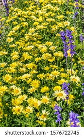 Beautiful Yellow Blooming Flowers Garden .Margaritas Background 