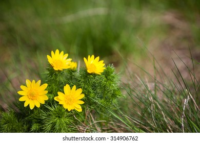 Beautiful Yellow Blooming Pheasants Eye Flower In Spring Meadow