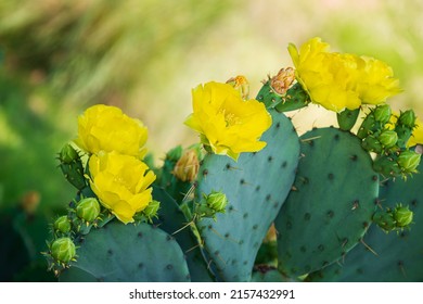 Beautiful yellow blossoms of Prickly Pear Cactus flower (Opuntia humifusa) in Texas spring. Cactus fruits and pads with spines.
