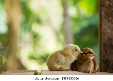 these two chicks