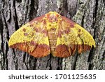 A beautiful yellow and brown-red imperial moth clinging to the bark of a tree. 