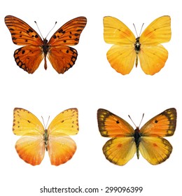 Similar Images, Stock Photos & Vectors of Beautiful yellow butterfly ...