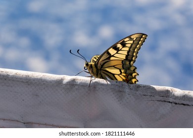 Beautiful Yellow Butterfly On A Tennis Net. Close Up View.