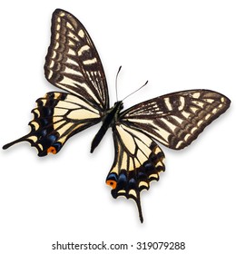 Beautiful yellow butterfly (Papilio hospiton, Corsican Swallowtail) isolated on white background.