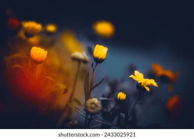  Beautiful yellow calendula flowers bloom at the end of summer, in the twilight. They are medicinal flowers. - Powered by Shutterstock