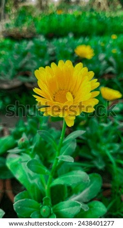 beautiful Yellow callendula flower in winter with green leaves