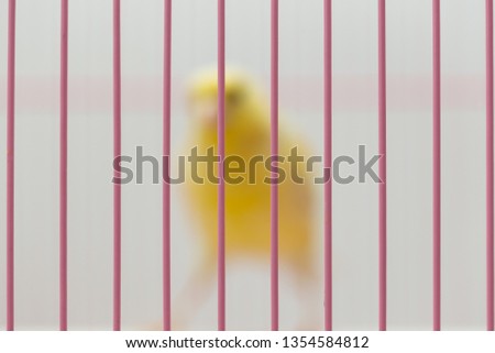 Similar – Image, Stock Photo snack bar Pet Bird 1