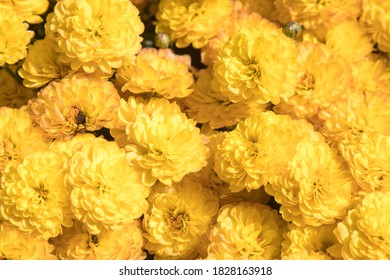 Beautiful yellow chrysanthemum in autumn