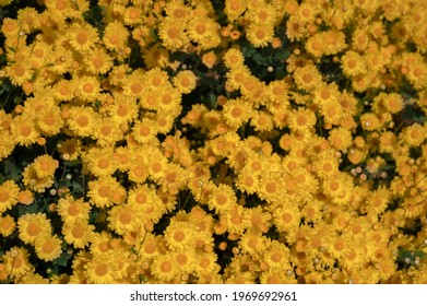 Beautiful Yellow Chrysanthemum Field Background.