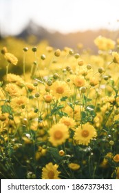 Beautiful Yellow Chrysanthemum Field Ready For Harvest.