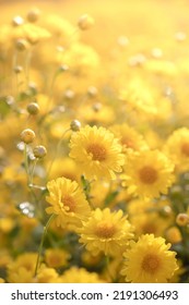 Beautiful Yellow Chrysanthemum Field Ready For Harvest.