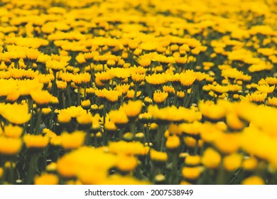 Beautiful Yellow Chrysanthemum Field In Southeast Asia, Thailand.