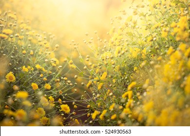 Beautiful Yellow Chrysanthemum Flower In Field For Background