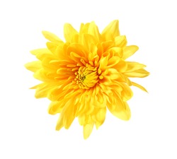 Beautiful Yellow Chrysanthemum Isolated On White