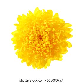 Beautiful Yellow Chrysanthemum Isolated On White