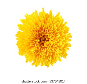 Beautiful Yellow Chrysanthemum Isolated On White