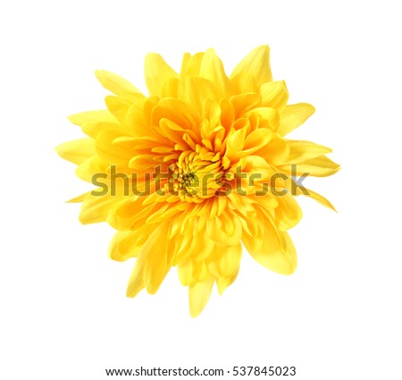 Beautiful yellow chrysanthemum isolated on white