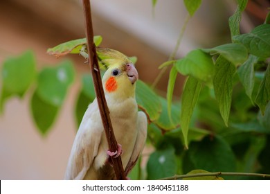 Beautiful yellow Cockatiel parrot sitting on twig, wild parrot.
