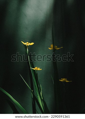 A beautiful yellow color flower behind the black background.