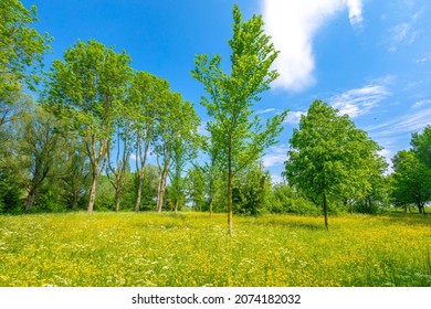 Beautiful yellow colored fields under a blue sky in Summer season. Buytenpark Zoetermeer, the Netherlands