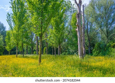 Beautiful yellow colored fields under a blue sky in Summer season. Buytenpark Zoetermeer, the Netherlands