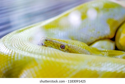 Beautiful Yellow Colored Snake, Wrapping Its Body, With Head On Top, Looking At The Camera With Scary Look