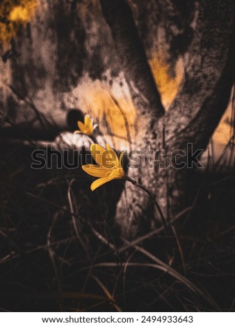 Similar – Image, Stock Photo a yellow and small flower isolated in the field