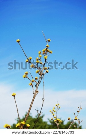 Beautiful yellow cornus fluit   flower  with blue sky in the yard