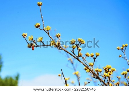 Beautiful yellow cornus fluit flower with blue sky in the park