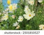 The beautiful yellow Cosmos 