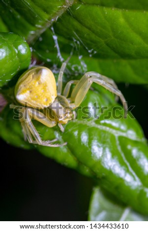 a beautiful yellow Crab spiders
waiting for a flying  insect to mistake him with a yellow flower 