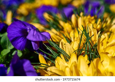 beautiful yellow crocus and purple pansies in blooming. High quality photo