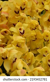 Beautiful Yellow Cymbidium Boat Orchids Flower Bloom