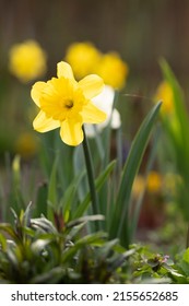 Beautiful Yellow Daffodil Macro Photo