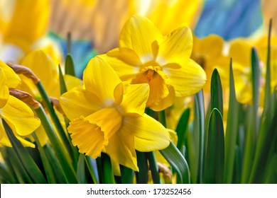 Beautiful yellow daffodils. Narcissus.