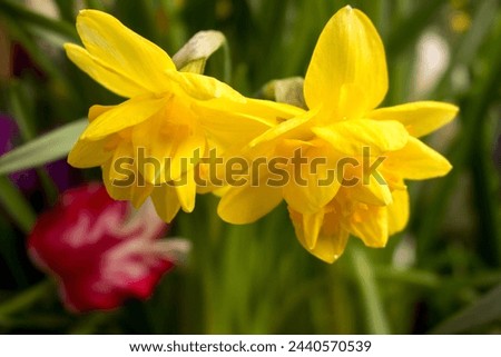 Beautiful yellow daffodils. Yellow Narcissus flowers closeup.