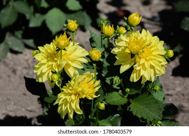 Beautiful Yellow Dahlias, Which With Their Yellow Color Let The Sun Shine In Your Garden.