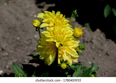 Beautiful Yellow Dahlias, Which With Their Yellow Color Let The Sun Shine In Your Garden.