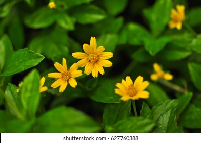 Beautiful yellow daisy flowers