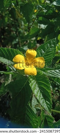 Beautiful Yellow Damiana Flower. Lone yellow Damiana flower