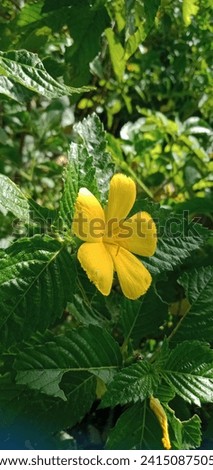 Beautiful Yellow Damiana Flower. Lone yellow Damiana flower