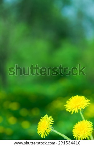 Similar – Spring meadow with blooming dandelion and lush green grass in the sunshine