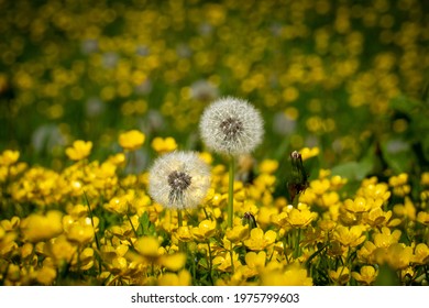 A beautiful yellow dandelion flower symbolizing new life, joy and rebirth. Spring dandelions seeds symbolizing freedom, growth, time, circle of life, reincarnation, awakening and peaceful end. Meadow.