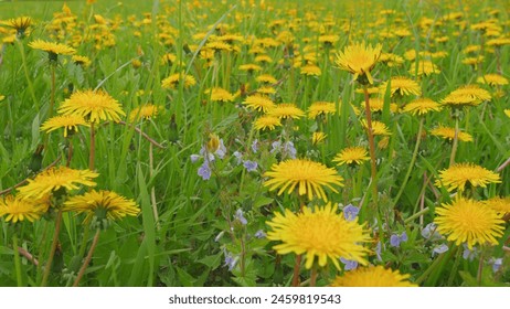 Beautiful yellow dandelion on the meadow by blowing wind. Flowers and green grass. Close up. - Powered by Shutterstock