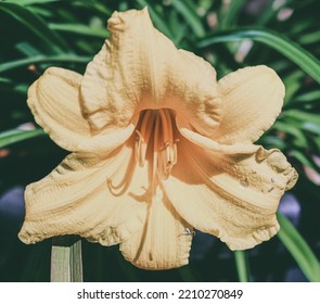 Beautiful Yellow Daylily In Bloom.