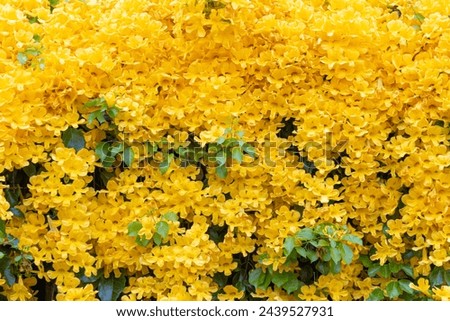 beautiful yellow Dolichandra unguis-cati flowers